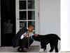 Barack Obamas' family dog Bo, a star of the White House, dies from cancer