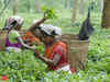 Assam tea workers want new chief minister to speed up Covid testing, vaccination