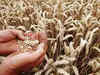 Government disburses 42% more money to wheat farmers this year