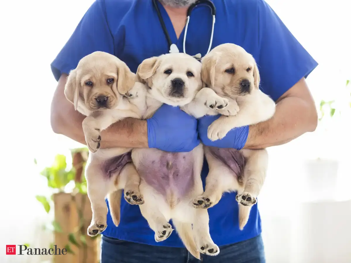 Pandemic puppy fest has begun: Covid pet boom leaves veterinarians  exhausted - The Economic Times