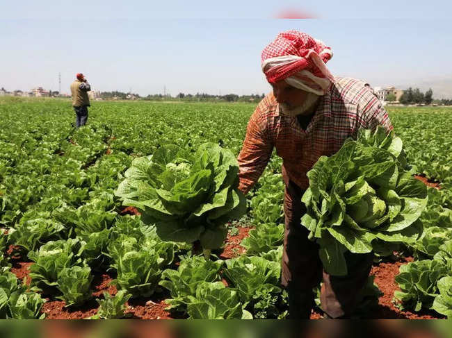 A farmer holds lettuce as he stands in a field in Bekaa Valley