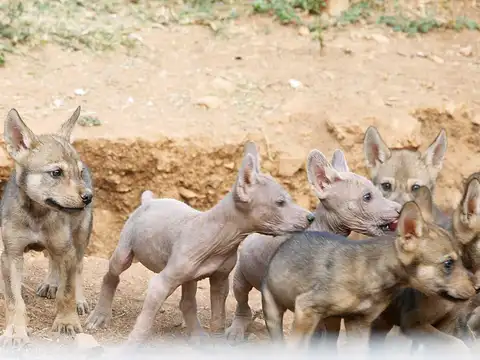 ​Defending the move