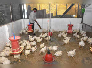 Surat: A worker cleans a poultry farm in view of Avian Influenza outbreak, in Su...