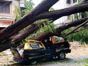 cyclone tauktae mumbai tree