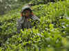 Assam tea industry facing unusual year due to prolonged drought like condition