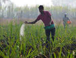 Govt hikes subsidy on DAP fertiliser by 140%; farmers to get DAP at old rates