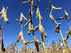 Soybean futures drop as participants trim positions