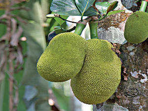 jackfruit (1)