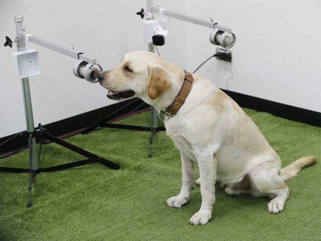 ​Canine virus-detecting squad