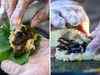 Cicada sushi, anyone? When culinary adventure begins by collecting tastiest-looking bugs
