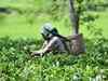Covid-induced uncertainty dampens demand for premium Darjeeling tea
