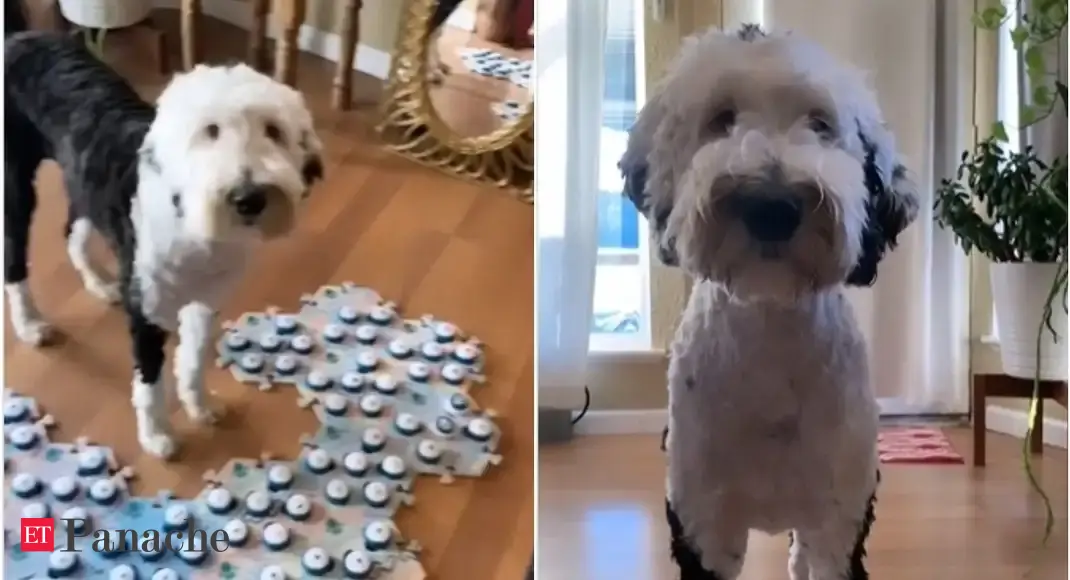 'Can speak 92 words'. Meet Bunny, the 'talking' dog of TikTok & an inspiration behind scientific research - Vimarsana News