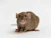 New DNA vaccine for COVID-19 effective in mice, hamsters: Study