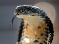 Cobra: Snake catcher in Rajasthan dies within minutes after being bitten by  a cobra - The Economic Times