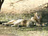 Endangered population: How Tauktae cyclone scare flagged concerns for Gir’s lions