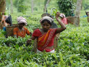 Assam: Rs 2,70,000 loss for each tea workers owing to BJP govt's decision, says Congress