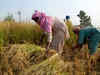 Mann Ki Baat: PM Modi lauds farmers for achieving record production amid pandemic