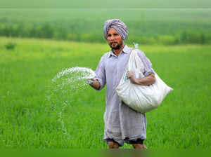 Bathinda: A farmer sprinkles urea in his wheat field at a village in Bathinda di...