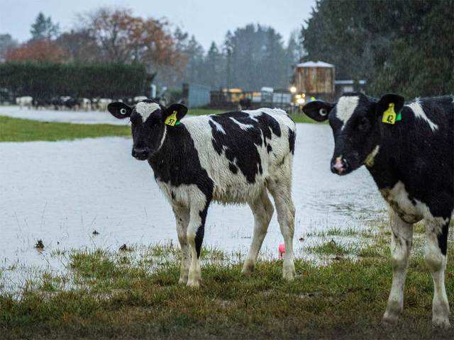 ​Drenched heifers