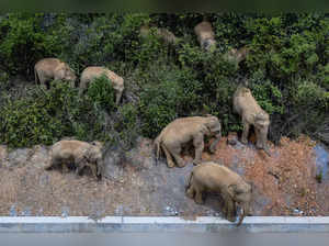 China Wild Elephants