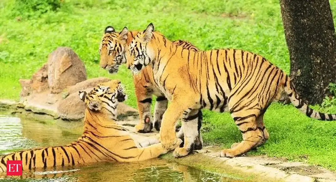 'Rewilding' centre aimed at reducing man-animal conflict to come up in UP's Pilibhit - Vimarsana News