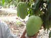 'Noorjahan' mangoes in Madhya Pradesh fetching rate up to Rs 1,000 apiece