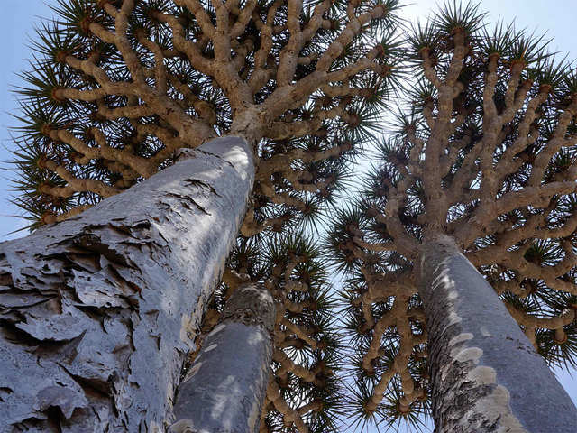 Dragon's blood trees