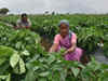 BeAM inks pact to enhance smallholder farmers' income in Maharashtra