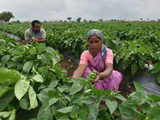 BeAM inks pact to enhance smallholder farmers' income in Maharashtra