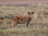 Endangered antelope rebounds in Kazakhstan, but threats loom