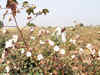 Cotton industry is trying to poach farmers to increase acreage as farmers may opt for edible oils due to record prices