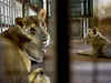 Two lionesses test positive for Covid at Tamil Nadu zoo