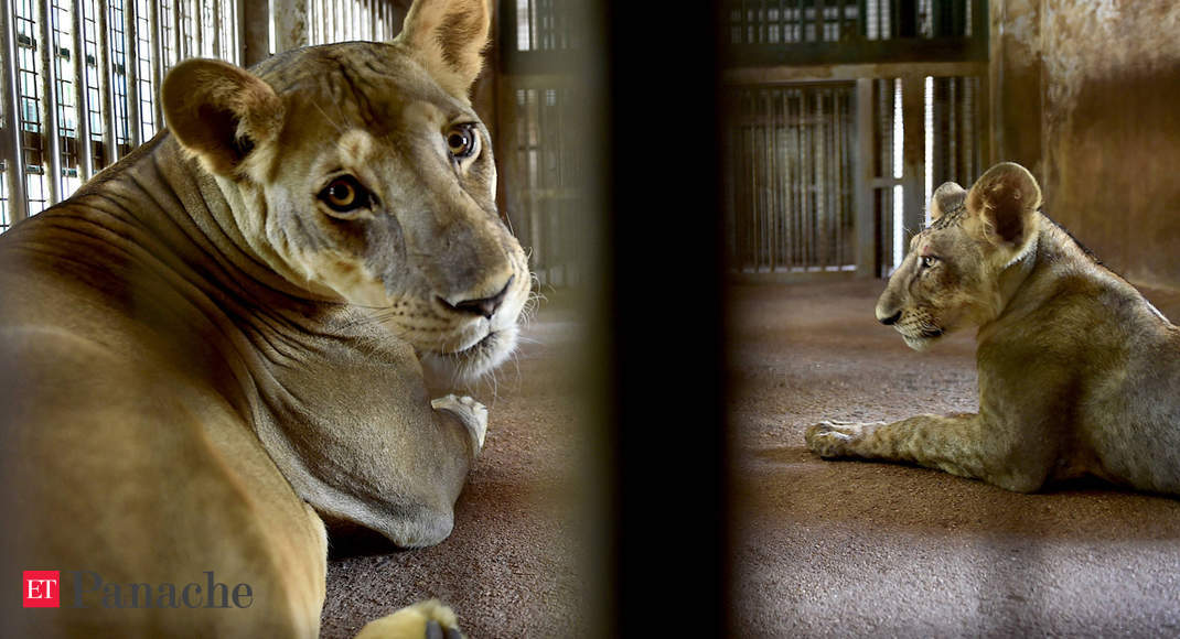 Two lionesses take a look at favourable for Covid at Tamil Nadu zoo