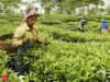 Lack of product mix variety, failure to leverage GI tag led to tea exports slowdown: Experts