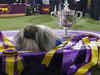 Top dog: Wasabi the Pekingese wins Westminster dog show