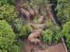 China's trekking elephants wait for youngster to catch up