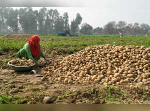 Kurukshetra: A farmer sorts potatoes after harvesting at a field, in Kurukshetra...