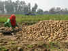 Potato farmers staring at a loss as prices fall below production cost