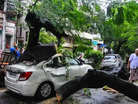 Uprooted tree