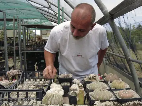Cacti trafficking