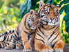 Tiger population in Assam's Manas jumps to 46 from 30 last year