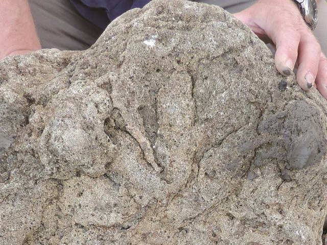 Footprints from a variety of dinosaurs