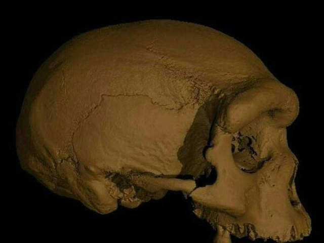 Largest known homo skull