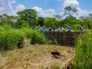 **TO GO WITH CAL 4 STORY ON Pygmy hogs**Barpeta: Visitors watch Pygmy hogs at Ma...