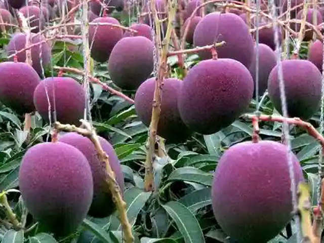 Rs 21,000 for a single fruit