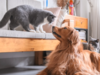 Common for cats, dogs to catch COVID-19 from owners: Study