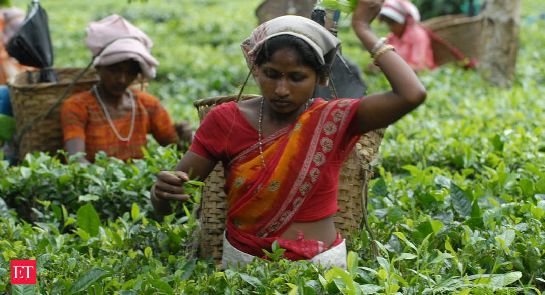 Indian tea exports likely to fall nearly 15 per cent in 2021