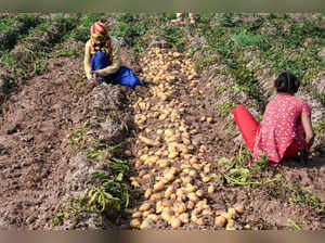 Ambala: Farmers harvest potatoes at a field, in the outskirts of Ambala district...