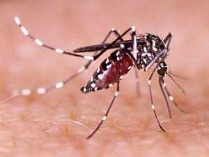 14 Zika virus cases confirmed in Kerala