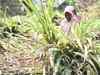 Soil moisture deficiency may force re-sowing of maize, soyabean in some states